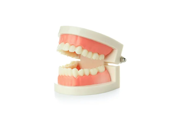 Tooth Care Concept Jaws Isolated White Background — Foto Stock