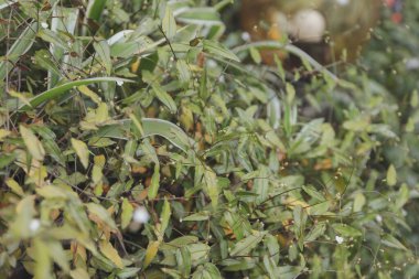 Güzel bitki, yakın ve seçici odaklanma