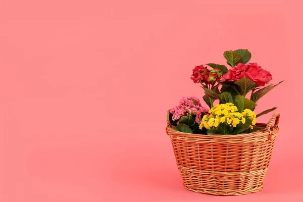 Wicker Basket Flowers Pink Background Space Text — 스톡 사진