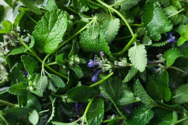 Naneli aromaterapi kavramı, kapat