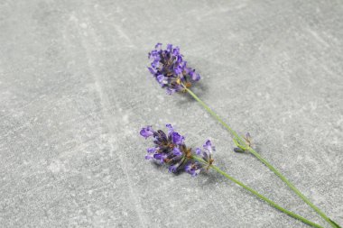 Lavender flowers on gray textured background, closeup
