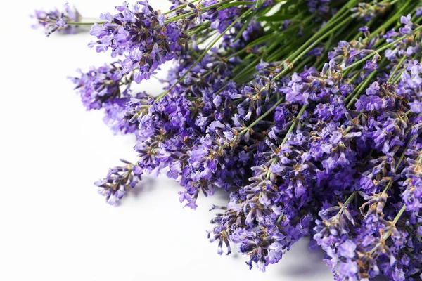 Lavender flowers on white background, close up