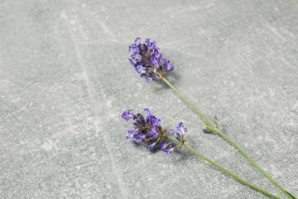 Lavender flowers on gray textured background, closeup