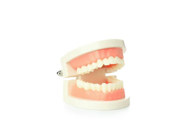 Tooth Care Concept Jaws Isolated White Background — Zdjęcie stockowe