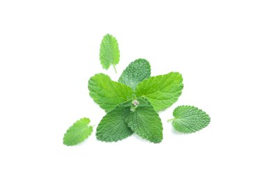 Aromatherapy concept, mint isolated on white background