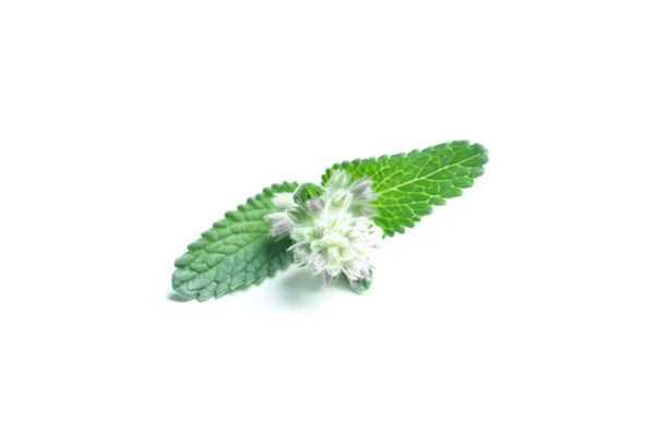 Aromatherapy Concept Mint Isolated White Background — Stok Foto