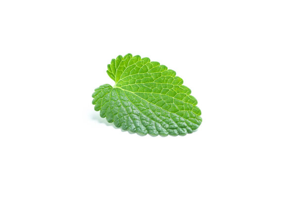 Aromatherapy concept, mint isolated on white background