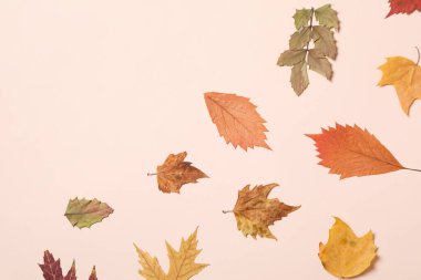 Different Autumn leaves, top view and space for text