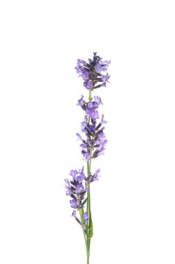 Beautiful lavender flower isolated on white background