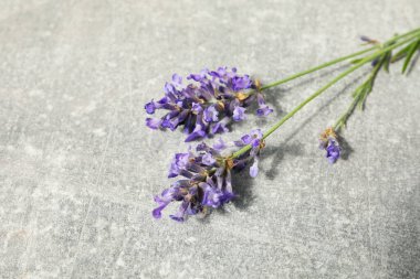 Lavender flowers on gray textured background, closeup