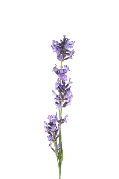 Beautiful Lavender Flower Isolated White Background — Stok Foto