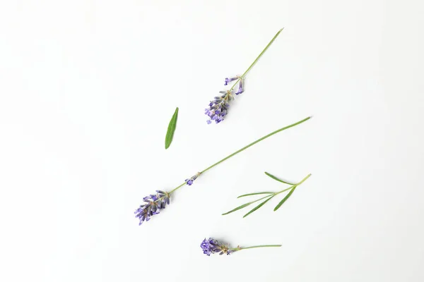 Lavender flowers on white background, top view