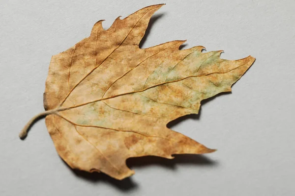 Autumn leaf on light gray background, close up