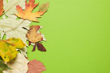 Concept of Autumn, autumn leaves on green background, space for text