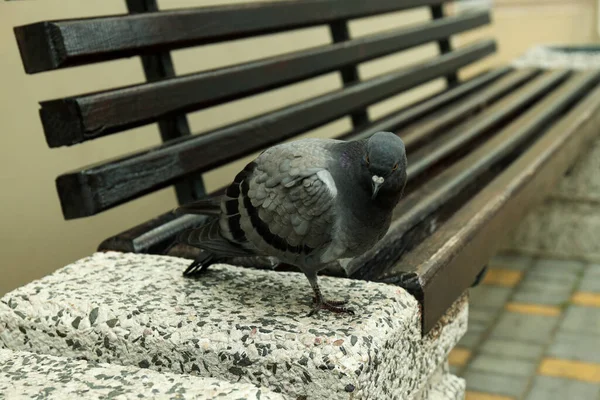 Single City Pigeon Bench Close — Stock Photo, Image