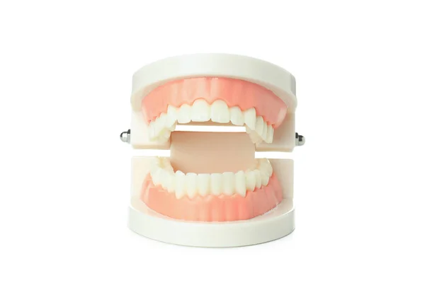 Concept Dental Care Jaws Isolated White Background — Stock Photo, Image