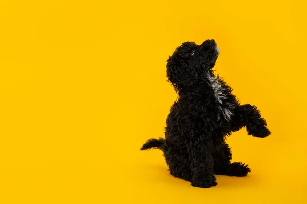 Konzept Des Haustieres Schwarzer Spielzeugpudel Platz Für Text — Stockfoto