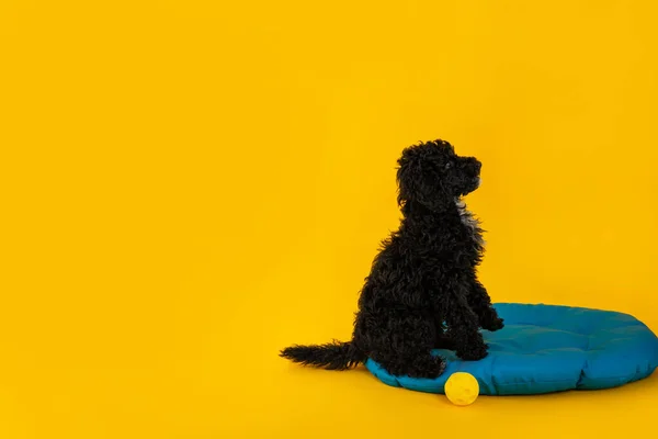 Concept of home pet, black toy poodle, space for text