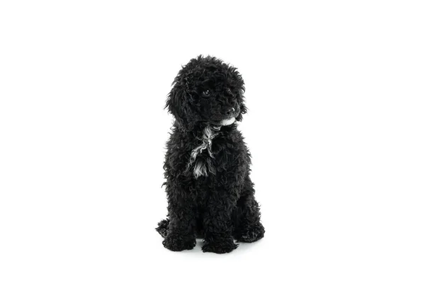 Konzept Des Haustieres Schwarzer Spielzeugpudel Isoliert Auf Weißem Hintergrund — Stockfoto