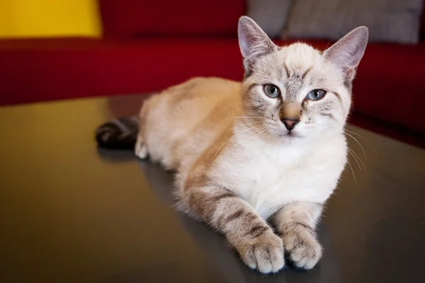 Valkoinen kissa — kuvapankkivalokuva