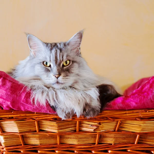 Cat maine coon — Stock Photo, Image