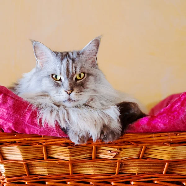 Gato Maine Coon — Fotografia de Stock