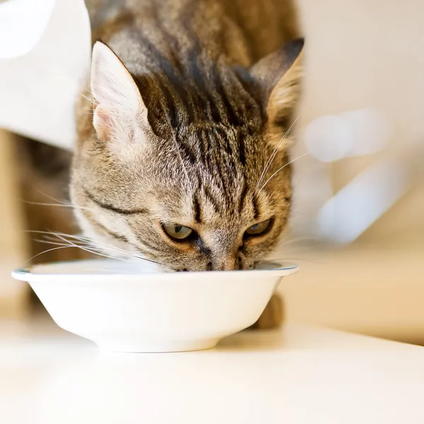 Cat eating — Stock Photo, Image