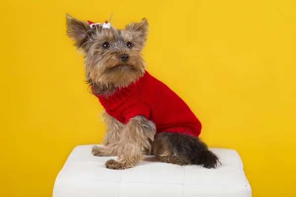 Cane yorkshire terrier — Foto Stock