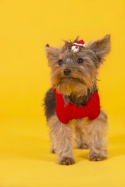 Cane yorkshire terrier — Foto Stock