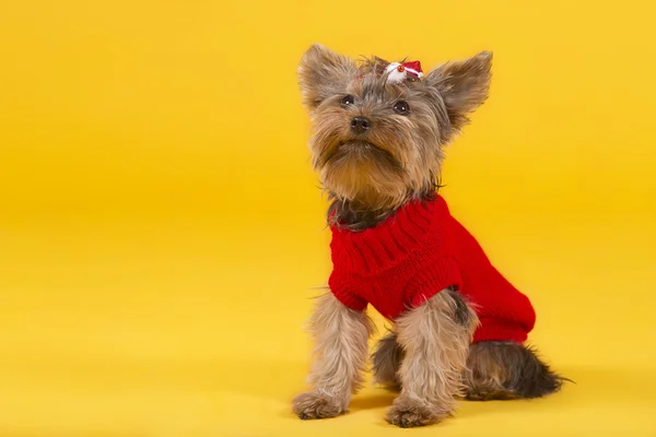 Dog yorkshire terrier — Fotografie, imagine de stoc