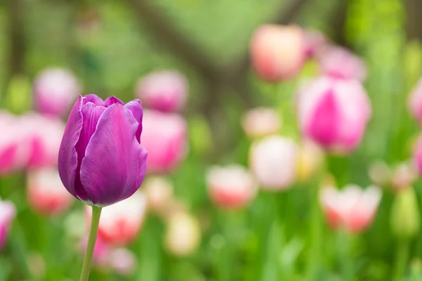 Field of tulips — Stock Photo, Image