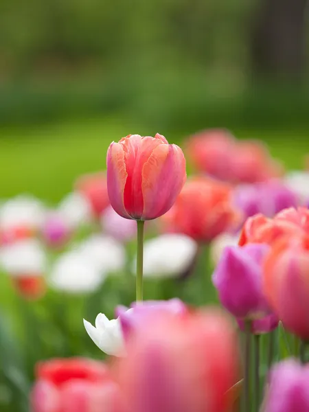 Pole tulipánů — Stock fotografie