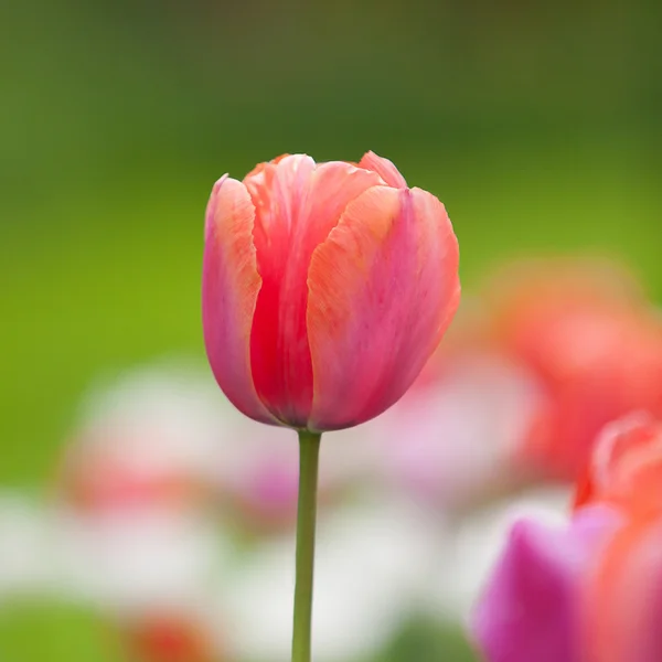 Pole tulipánů — Stock fotografie