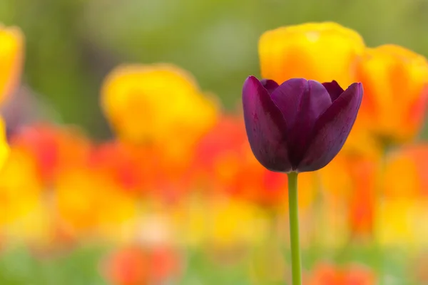 Pole tulipánů — Stock fotografie