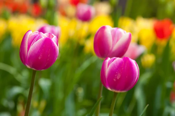 Pole tulipánů — Stock fotografie