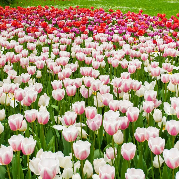 Campo di tulipani — Foto Stock