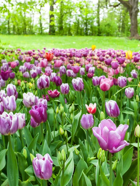 Pole tulipánů — Stock fotografie