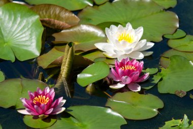 pembe nilüfer çiçeği