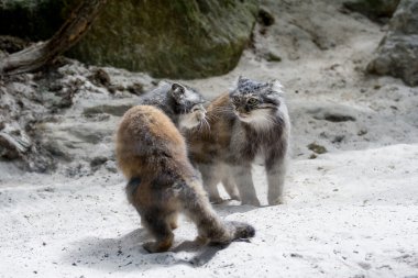 Manul