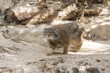 Manul