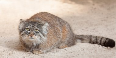 Manul 