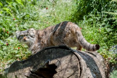 Manul 