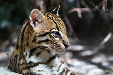 Ocelot, Leopardus pardalis.