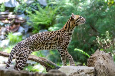 Ocelot, Leopardus pardalis,