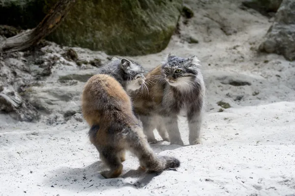 Manul. — Foto de Stock