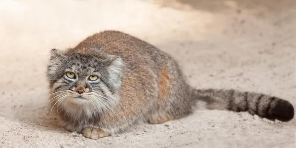 Manul. — Foto de Stock