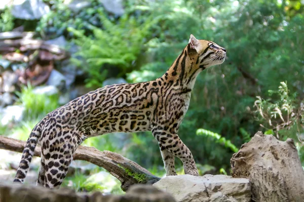 Ocelot, Leopardus pardalis, — Stock Fotó