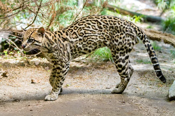 Ocelot, Pardalis Leopard, — Zdjęcie stockowe