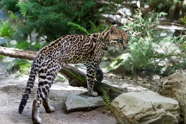 Ocelot, Leopardus pardalis. — Stock fotografie