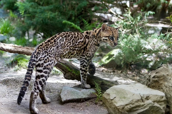 Оцелот, Leopardus pardalis . — стоковое фото